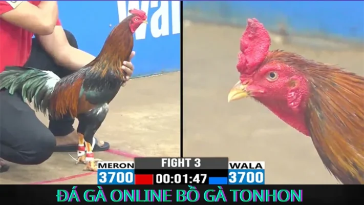 Giới thiệu về đá gà trực tuyến